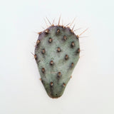 Single prickly pear cactus pad on a white background