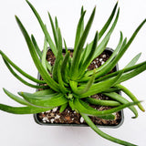 Crassula nudicaulis Devil's Horns