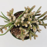 Rhipsalis baccifera subsp. horrida Mouse Tail Cactus