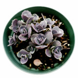 SunSparkler® Sedum 'Blue Pearl'