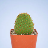 Opuntia microdasys subsp. rufida "Cinnamon Bunny Ears"
