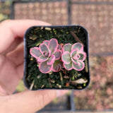 SunSparkler® Sedum 'Dream Dazzler'