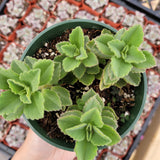 Plectranthus neochilus - Lobster Flower