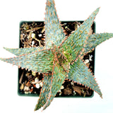 Aloe 'Pink Blush'