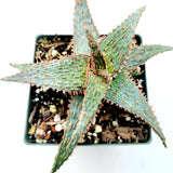 Aloe 'Pink Blush'