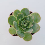 Greenovia aurea