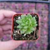 Sedum winkleri