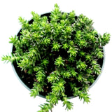 Sedum sexangulare - Tasteless Stonecrop