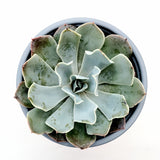 Echeveria 'Blue Frills'