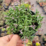 String of Dolphins Senecio peregrinus