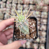Variegated Corn Cob Cactus Euphorbia mammillaris