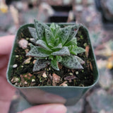 Crassula exilis ssp. cooperi 'Tiger Jade'