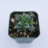 Crassula exilis ssp. cooperi 'Tiger Jade'