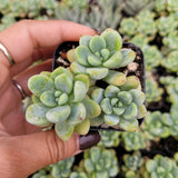 Sedum clavatum