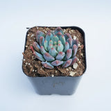 Sedeveria 'Blue Elf'