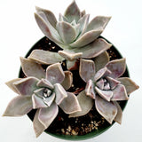 Graptopetalum paraguayense - Blue Haze