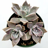 Graptopetalum paraguayense - Blue Haze