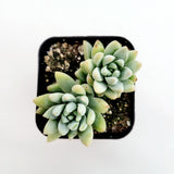 Sedeveria 'Silver Frost'