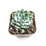Echeveria subalpina