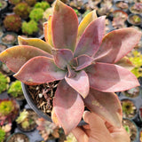 Graptoveria 'Fred Ives'