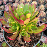 Aeonium 'Phoenix Flame'