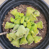 Adromischus cristatus - Crinkle Leaf Plant
