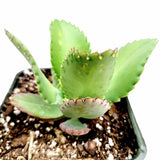 Kalanchoe daigremontiana 'Mother of Thousands'