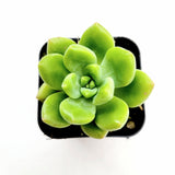 Sedum 'Alice Evans'