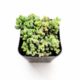 Sedum dasyphyllum 'Corsican Stonecrop'