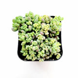 Sedum dasyphyllum 'Corsican Stonecrop'