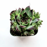 Sempervivum calcareum 'Greenii'