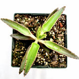 Kalanchoe tubiflora 'Mother of Millions'