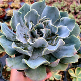 Echeveria 'Blue Frills'