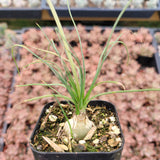 Albuca polyphylla 'Augrabies Hills'