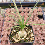 Albuca polyphylla 'Augrabies Hills'