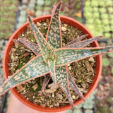 Aloe 'Pink Blush'