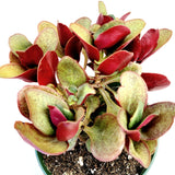 Crassula streyi 'Pondo Cliff'