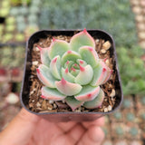Echeveria colorata