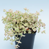 Sedum 'Little Missy'