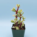 Portulacaria afra 'Elephant Bush'