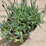 Senecio radicans Hybrid 'Fish Hooks'
