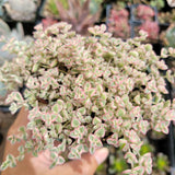 Sedum 'Little Missy'