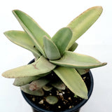 Crassula falcata 'Propeller Plant'