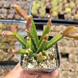 Rhipsalis Cereoides