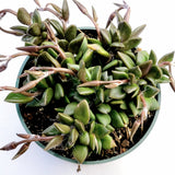 Anacampseros telephiastrum Burgundy