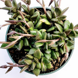 Anacampseros telephiastrum Burgundy