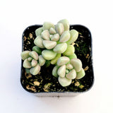 Graptoveria mendozae [Fragile]
