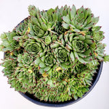 Sempervivum calcareum 'Greenii'