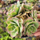 Close-up of a Aeonium 'Starburst'