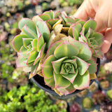 Aeonium 'Starburst'